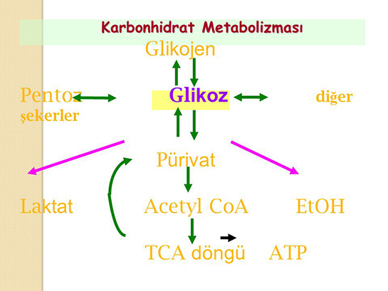 Karbonhidrat Metabolizmas