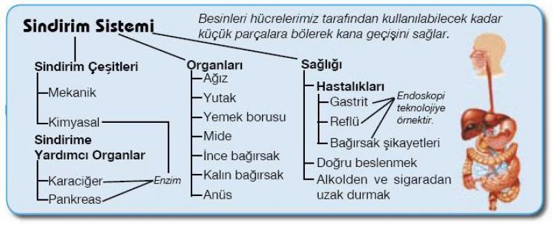 Karbonhidrat Ya Protein Sindirimi