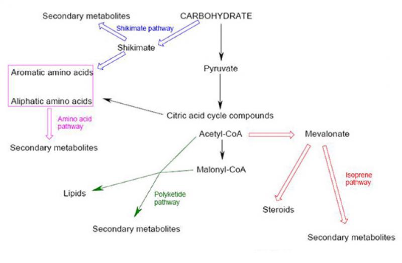 Karbonhidratlar Ka Grupta ncelenir