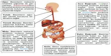 Karbonhidratlarn Sindirimi Nerede Balar